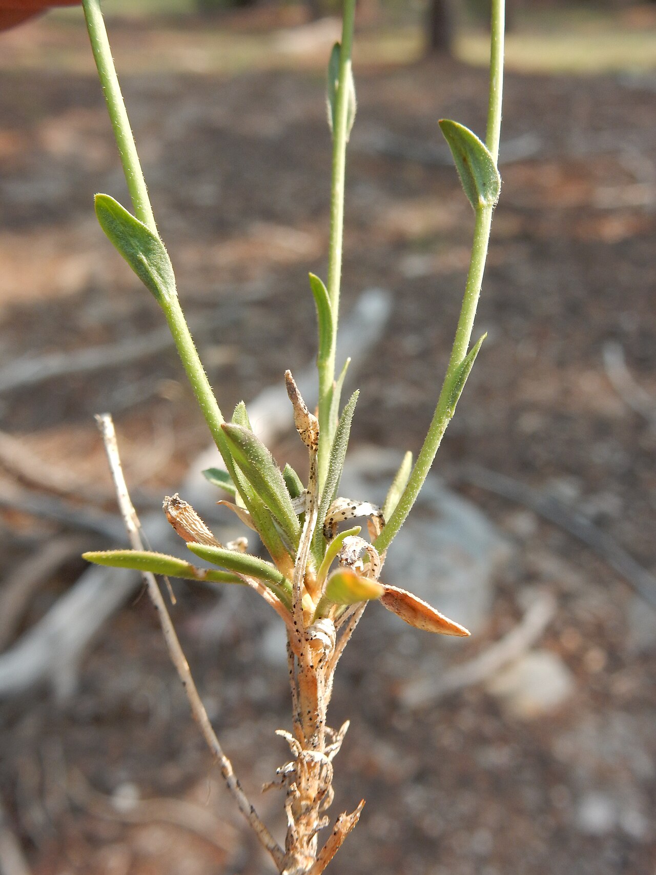 Pioneer rockcress: A common forb along the JMT in dry understory and rendered conspicuous because of the broad strap-shaped fruits or pods and broadly winged seeds.