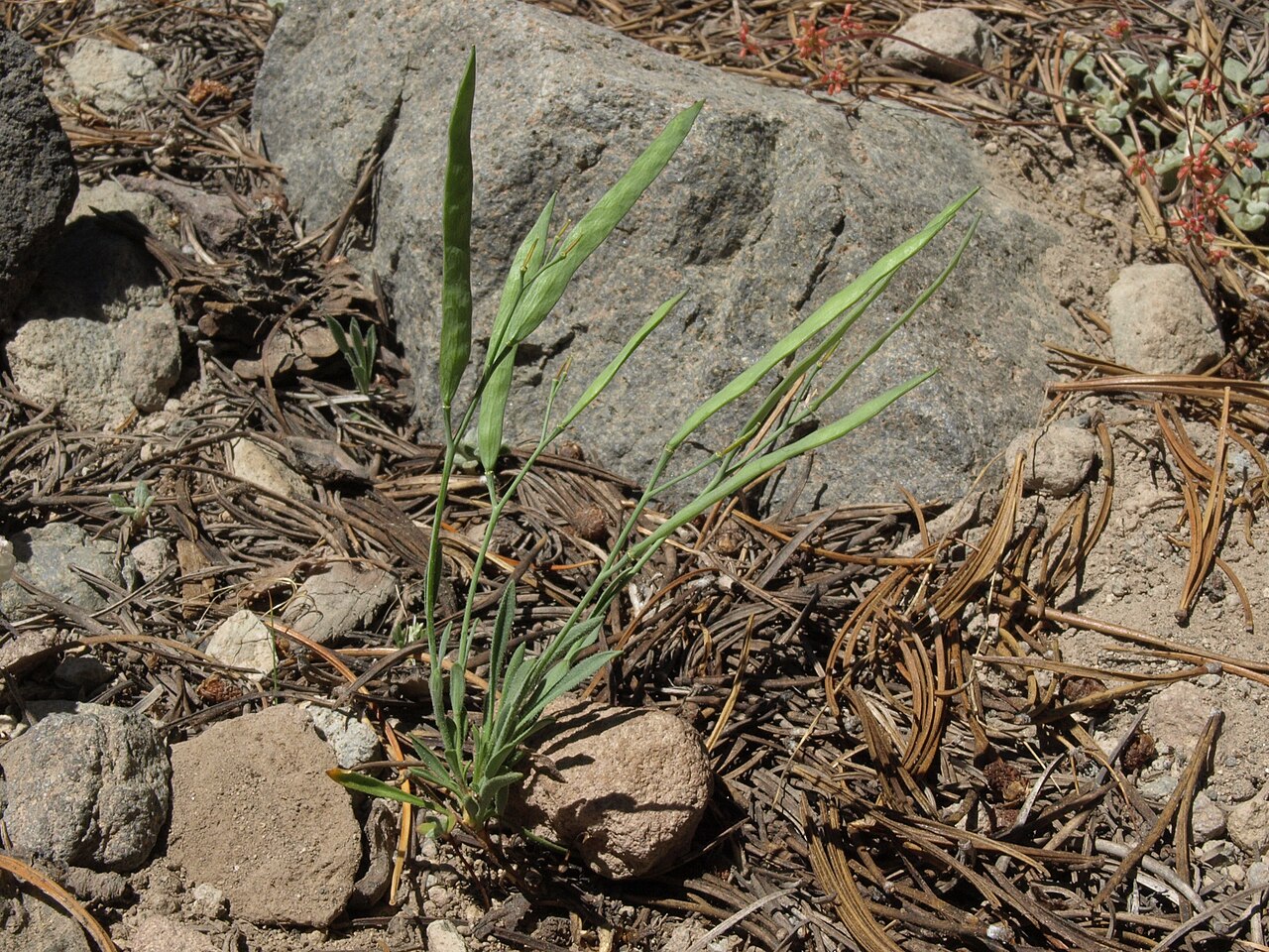 Pioneer rockcress: broadseed rockcress, Boechera platysperma, Sierra Nevada, elevation 2840 m