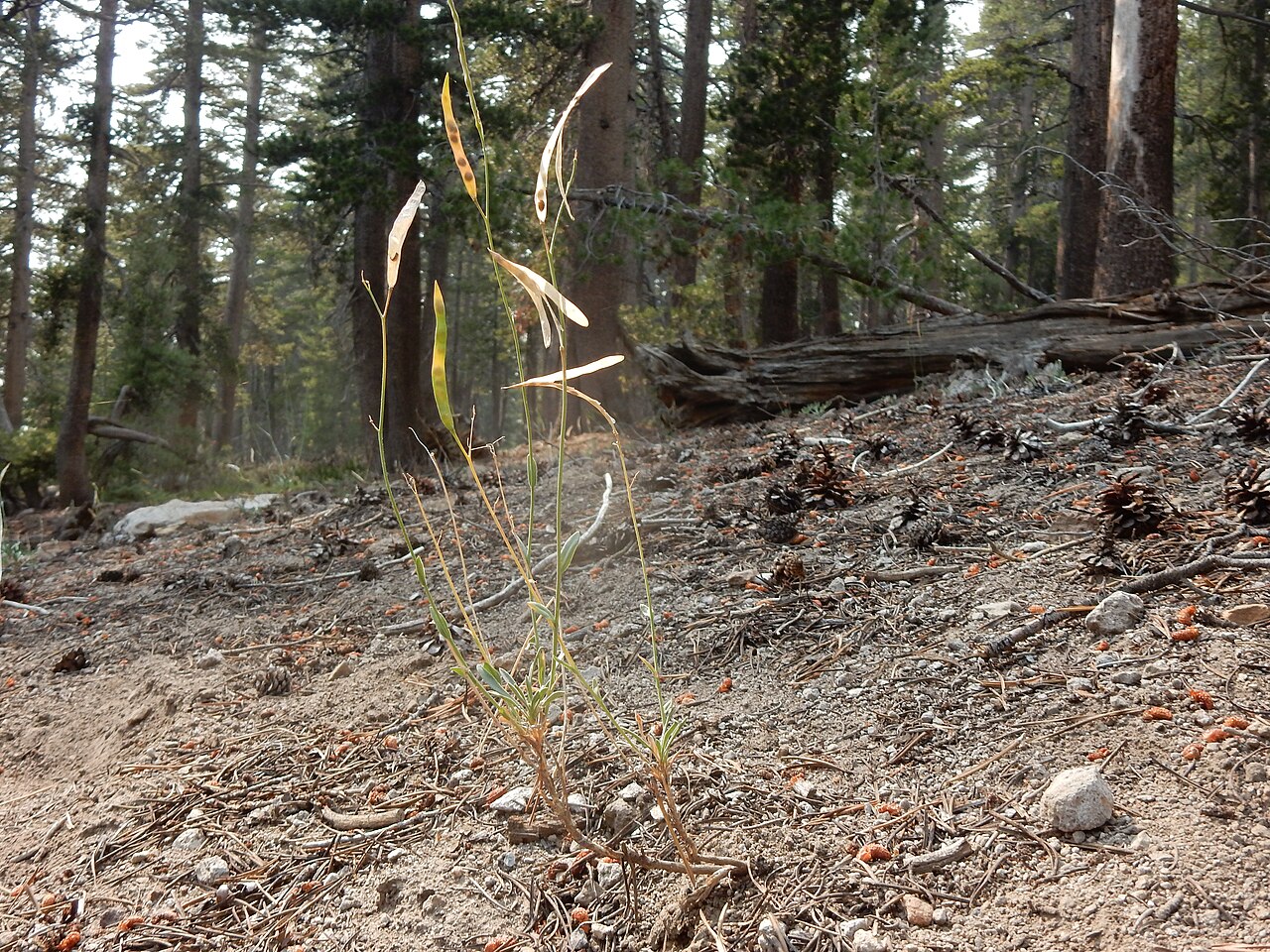 Pioneer rockcress: A common forb along the JMT in dry understory and rendered conspicuous because of the broad strap-shaped fruits or pods and broadly winged seeds.