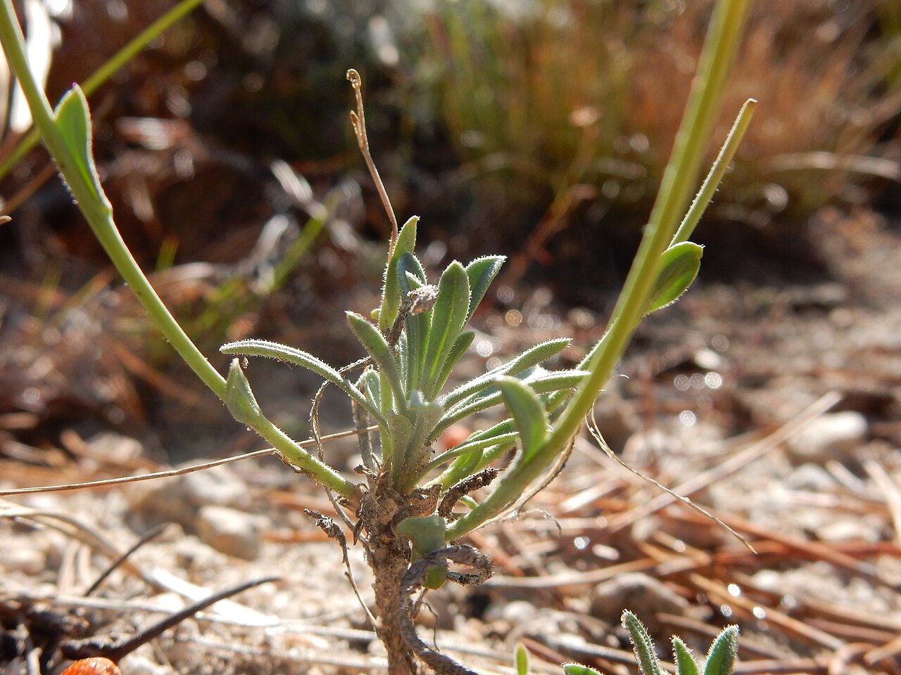 Pioneer rockcress: A common forb along the JMT in dry understory and rendered conspicuous because of the broad strap-shaped fruits or pods and broadly winged seeds.