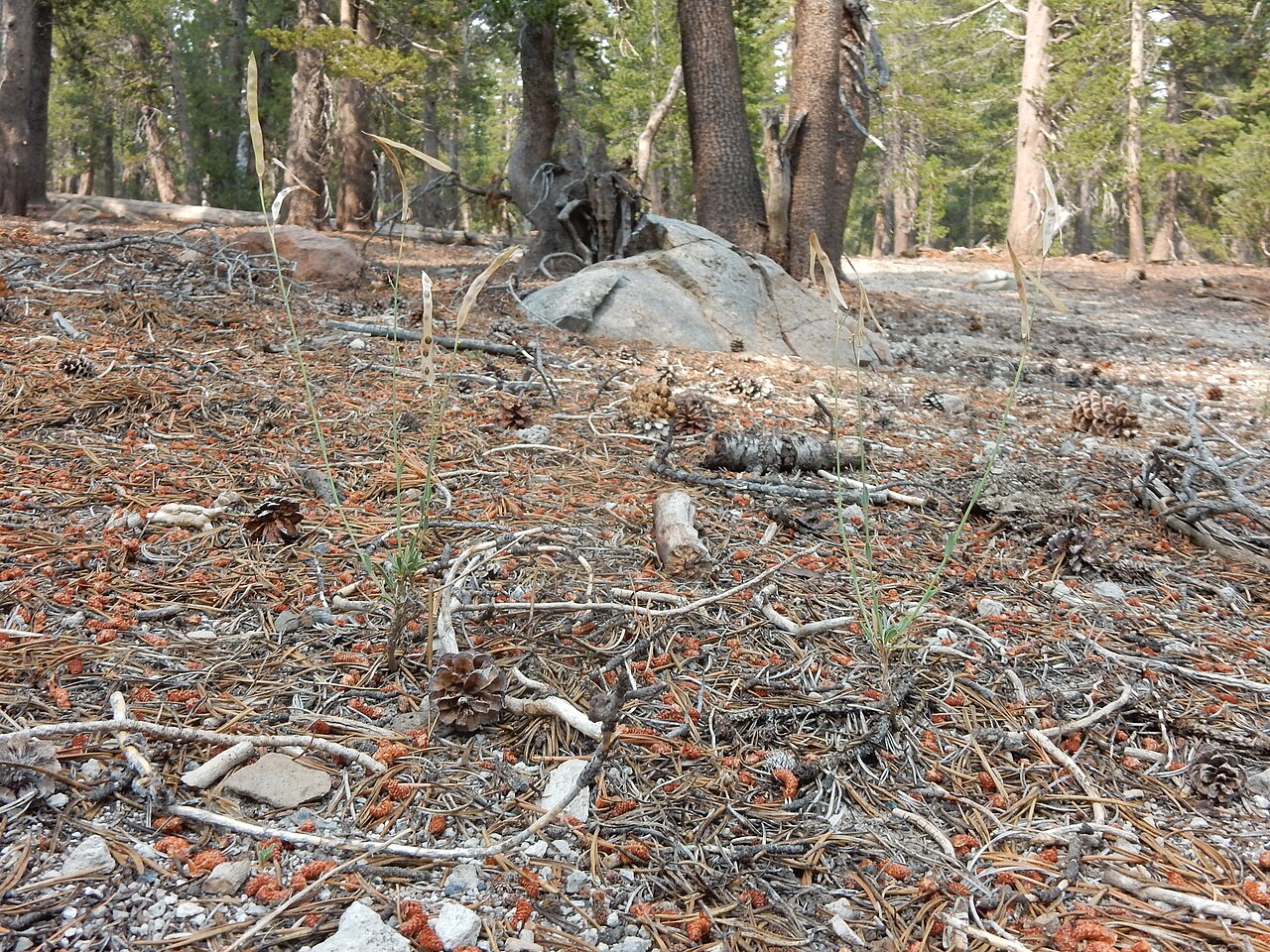 Pioneer rockcress: A common forb along the JMT in dry understory and rendered conspicuous because of the broad strap-shaped fruits or pods and broadly winged seeds.