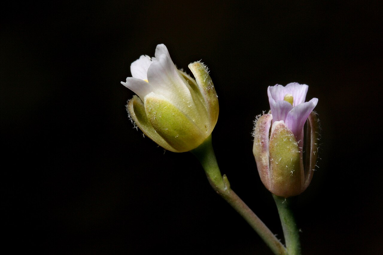 Pioneer rockcress: Boechera platysperma , saddle on the west side of the highest summit in The Needles below the fire lookout, southern Sierra Nevada, Tulare County, California, 3