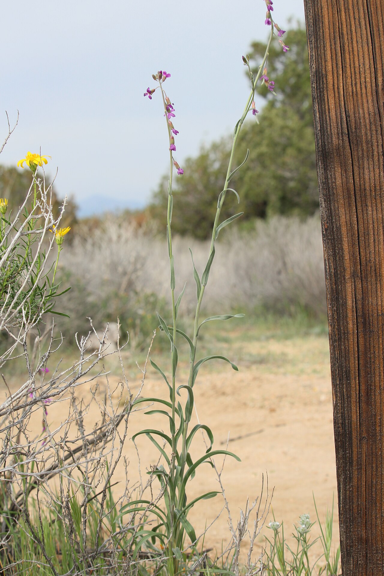 Beautiful rockcress: Beautiful Rockcress Identification by: Linda Edwards and Vern Benhart Viewpoint location: Arthur B. Ripley Desert Woodland State Park , Lancaster, California Vi