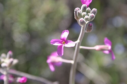 Beautiful rockcress: Arabis pulchra var. pulchra (beautiful rock-cress), Acton, Los Angeles County, California, USA.