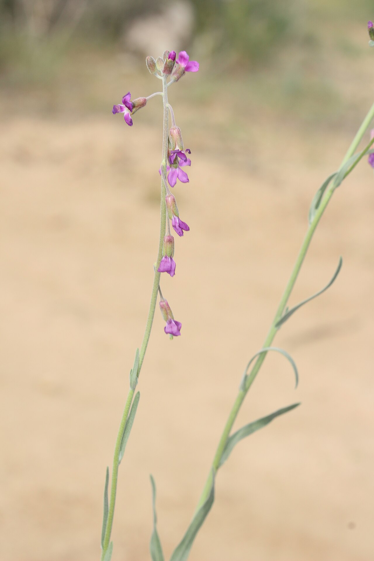 Beautiful rockcress: Beautiful Rockcress Identification by: Linda Edwards and Vern Benhart Viewpoint location: Arthur B. Ripley Desert Woodland State Park , Lancaster, California Vi