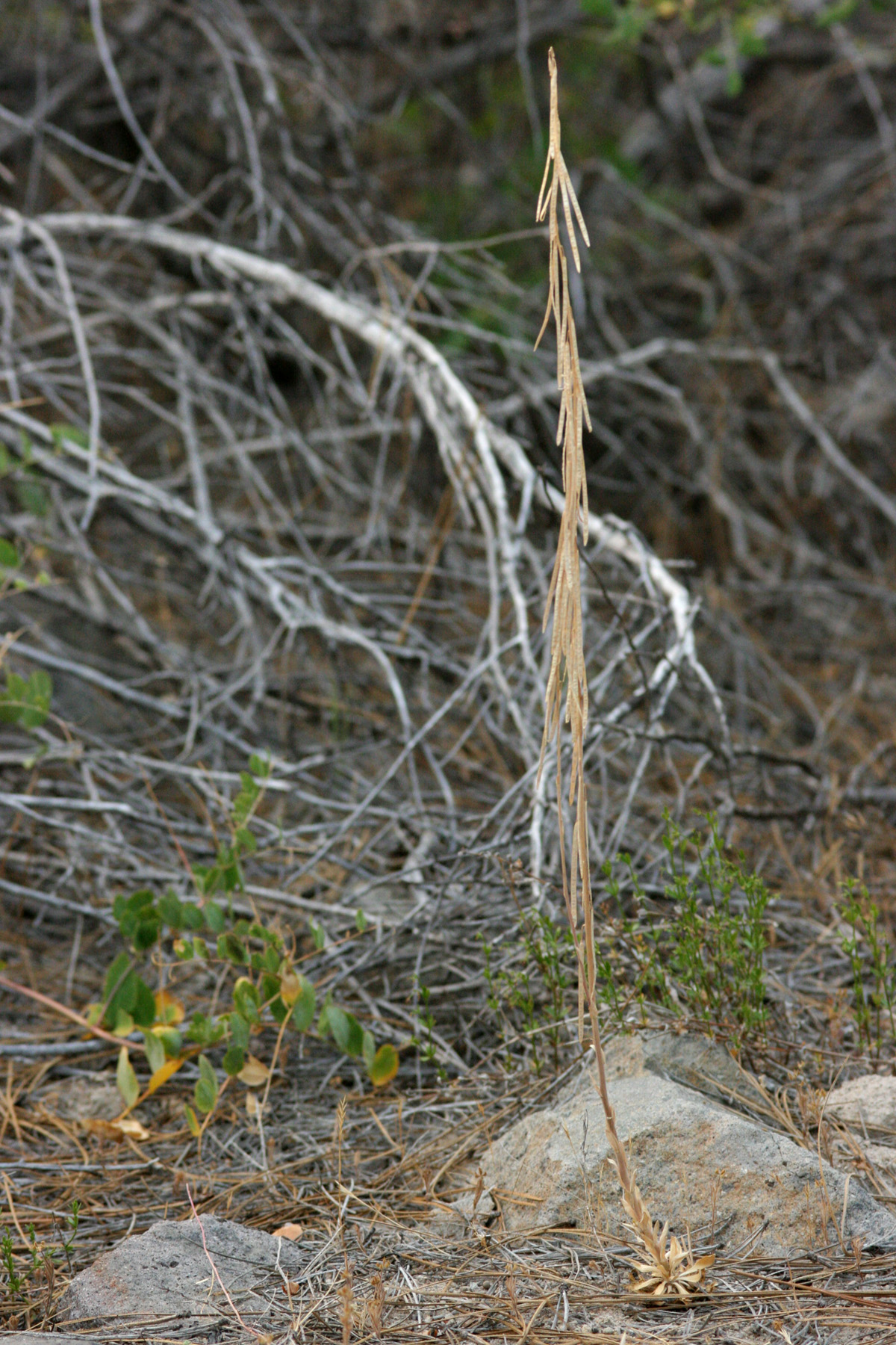 Bristlyleaf rockcress: Boechera rectissima (DNA 270), Spring Garden Overpass, southeast of Quincy, 39.889 -120.784, Plumas County, California, 22 Jul 2008.