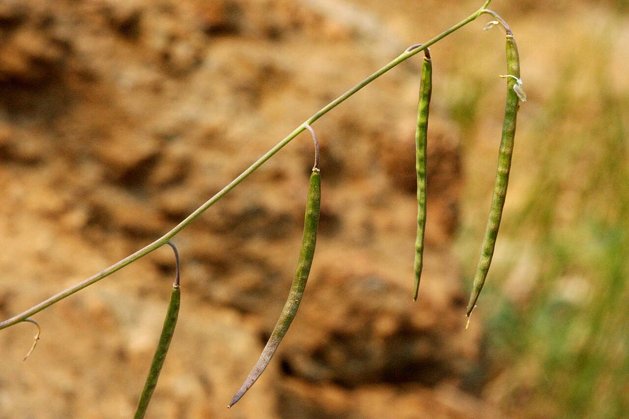 Rolle's rockcress: Boechera rollei , Alexander 869, near the Pacific Crest Trail between on the east side of Lilypad Lake, 41.9209 -123.1853, Siskiyou County, California, 24 Jul 2