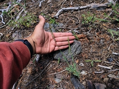 Rolle's rockcress (Boechera rollei)