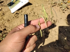 Rolle's rockcress (Boechera rollei)