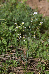 Rolle's rockcress (Boechera rollei)
