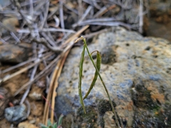 Rolle's rockcress (Boechera rollei)