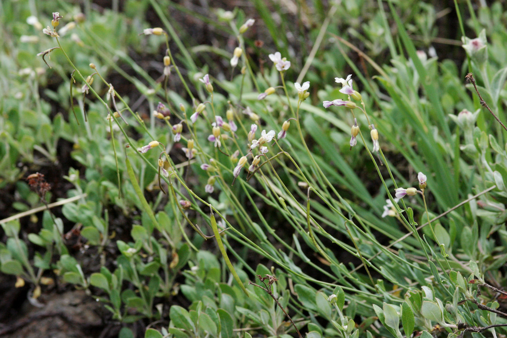 Rolle's rockcress (Boechera rollei)