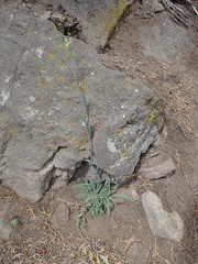 Sicklepod rockcress (Boechera sparsiflora)
