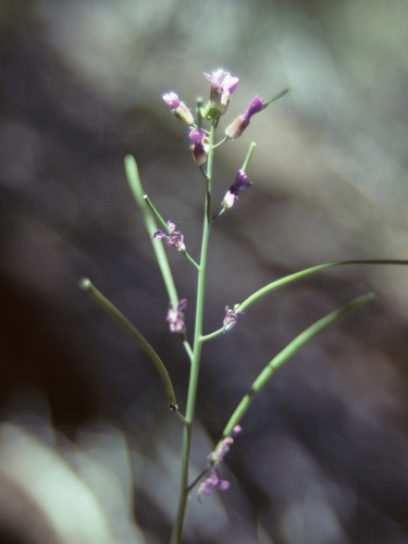 Sicklepod rockcress (Boechera sparsiflora)