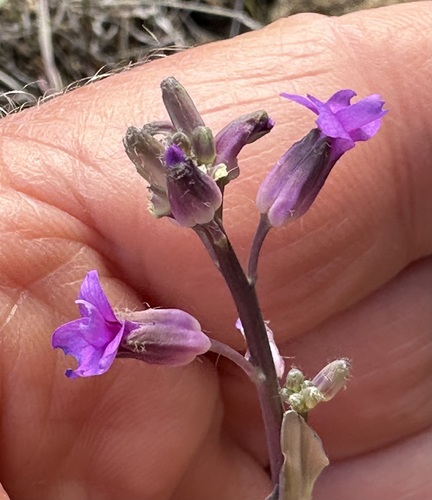 Sicklepod rockcress (Boechera sparsiflora)