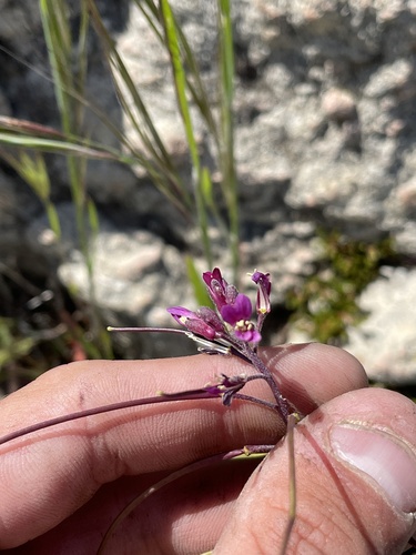 Sicklepod rockcress (Boechera sparsiflora)