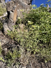 Sicklepod rockcress (Boechera sparsiflora)