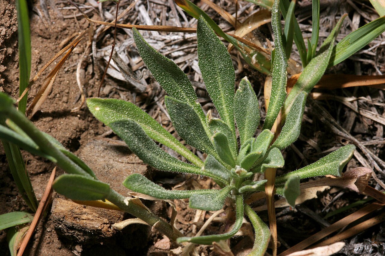 Tulare rockcress: Boechera tularensis along Fish Creek Trail, west edge of the Fisk Creek bottomlands south of the end of F.R. 21S36A, ±1.3 miles WNW of the summit of Smith Mount