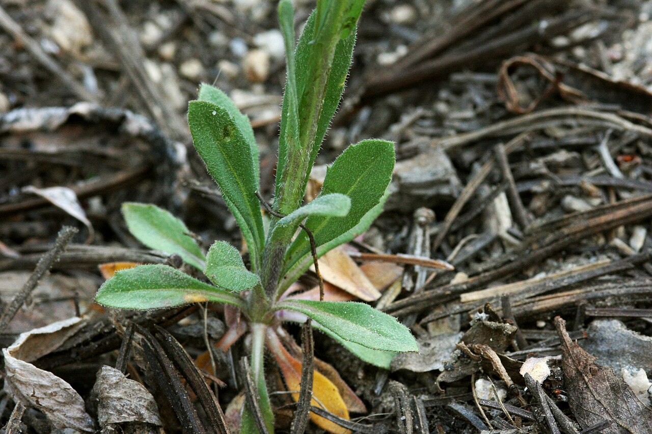 Tulare rockcress: Boechera tularensis on the trail from Mosquito Flat to Ruby Lake, 37.4277 -118.7520, 6 Jul 2008.
