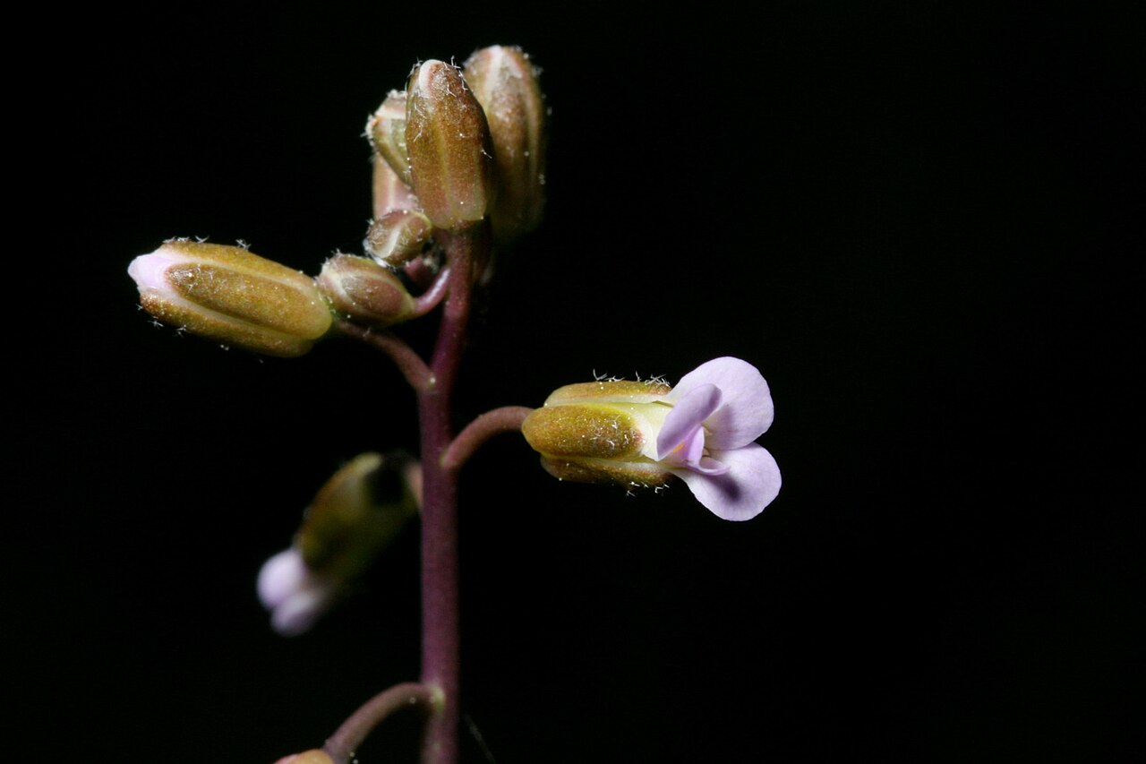 Tulare rockcress: Boechera tularensis along Fish Creek Trail, west edge of the Fisk Creek bottomlands south of the end of F.R. 21S36A, ±1.3 miles WNW of the summit of Smith Mount