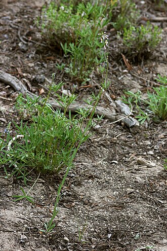 Tulare rockcress: Boechera tularensis on the trail from Mosquito Flat to Ruby Lake, 37.4277 -118.7520, 6 Jul 2008.