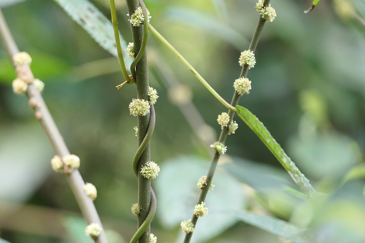 Boehmeria depauperata: synonym of Boehmeria depauperata Wedd.