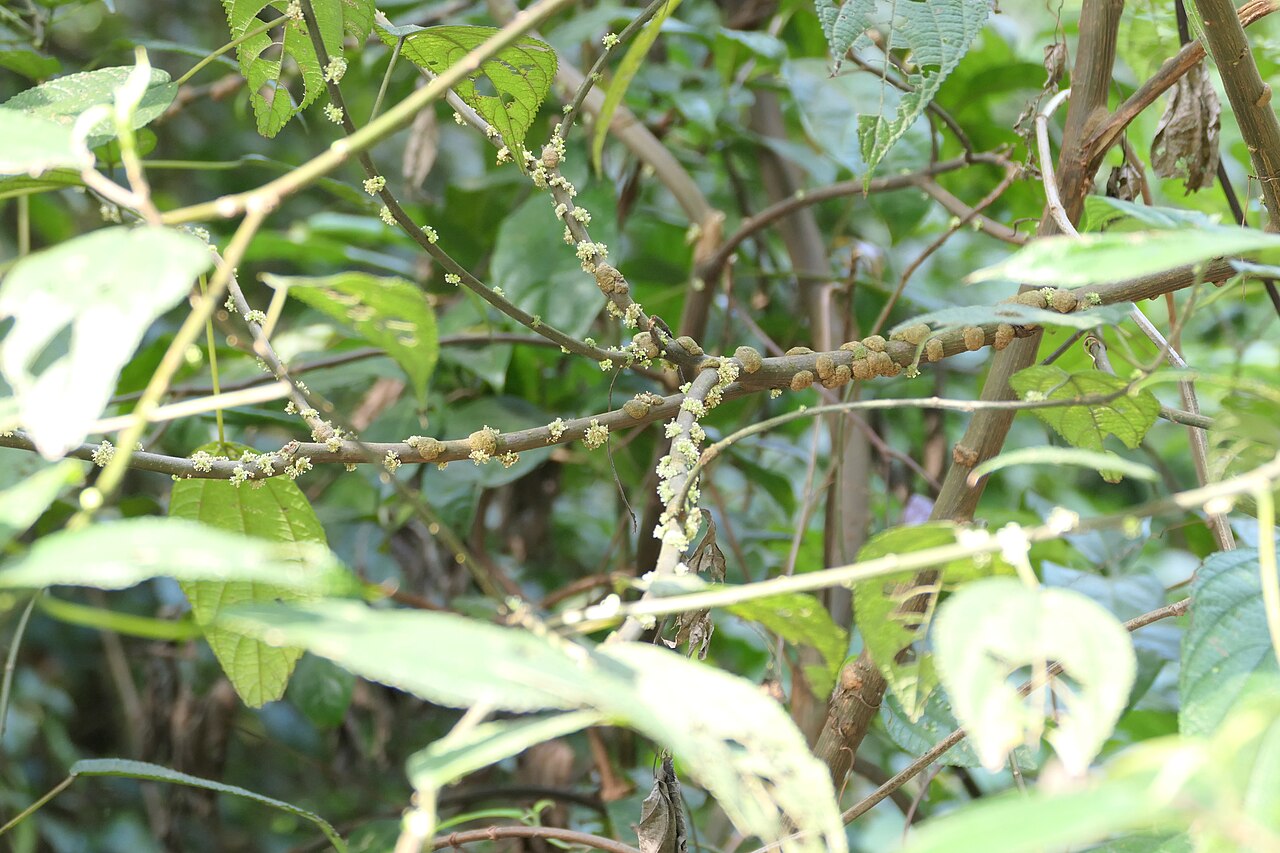 Boehmeria depauperata: synonym of Boehmeria depauperata Wedd.