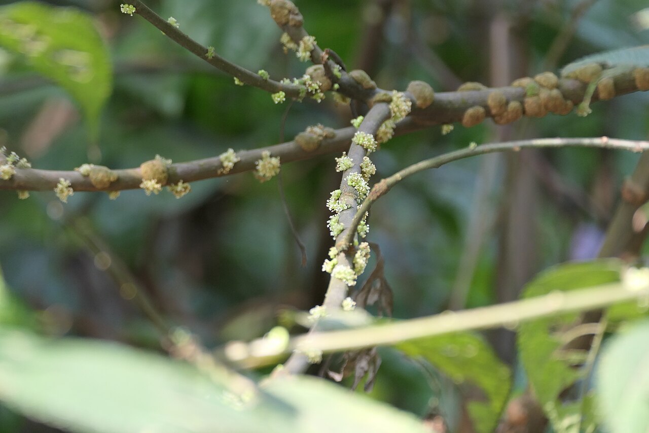 Boehmeria depauperata: synonym of Boehmeria depauperata Wedd.