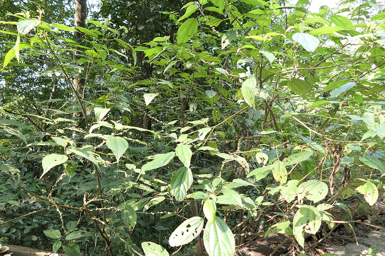 Boehmeria depauperata: synonym of Boehmeria depauperata Wedd.