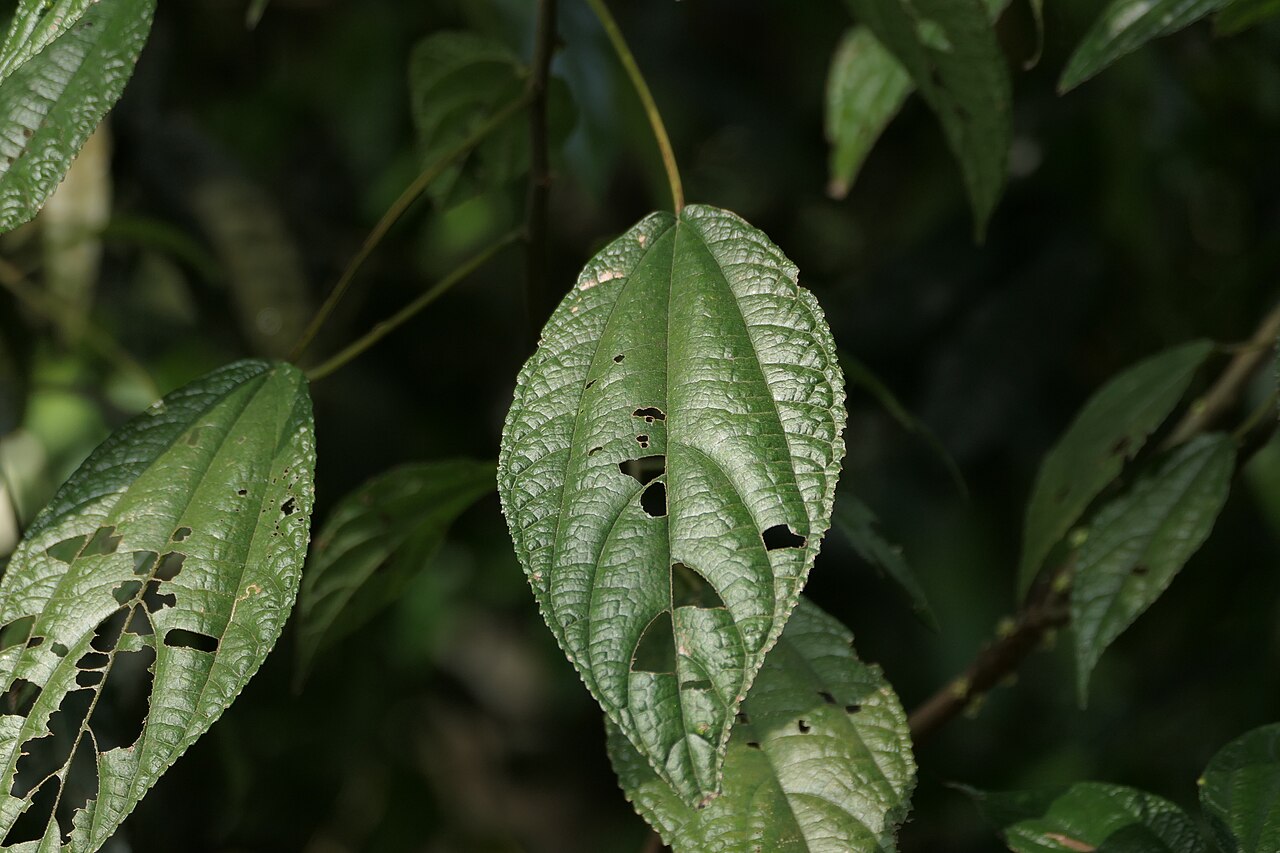 Boehmeria depauperata: synonym of Boehmeria depauperata Wedd.