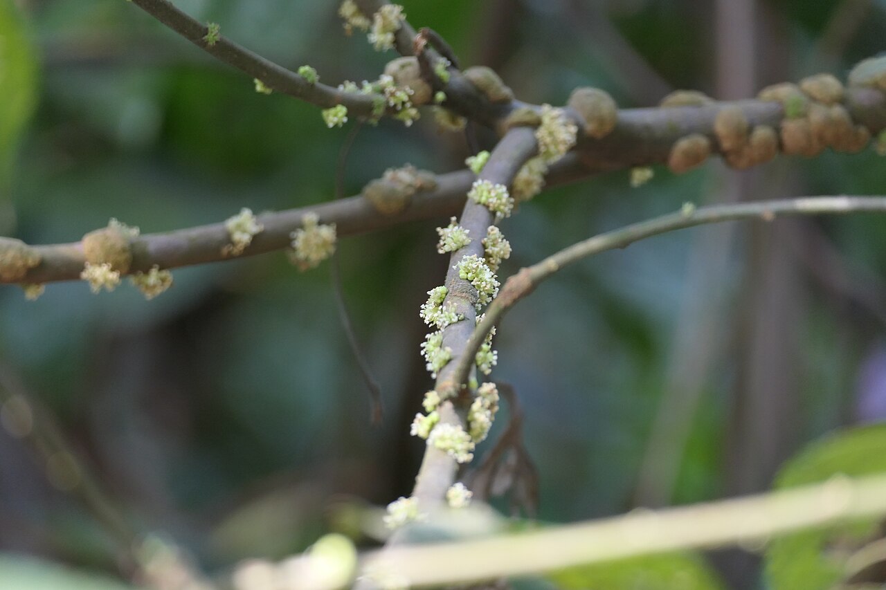 Boehmeria depauperata: synonym of Boehmeria depauperata Wedd.