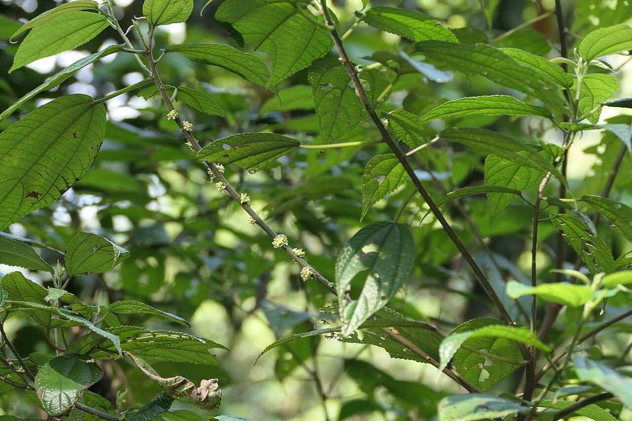 Boehmeria depauperata: synonym of Boehmeria depauperata Wedd.