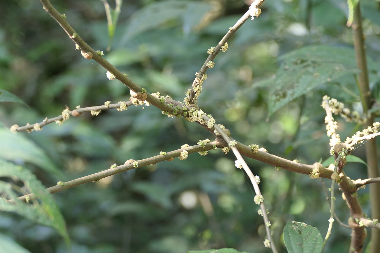 Boehmeria depauperata: synonym of Boehmeria depauperata Wedd.