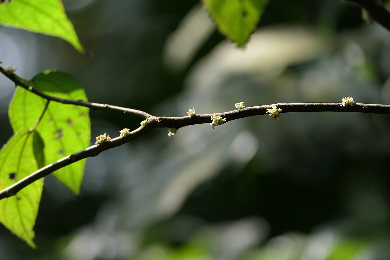 Boehmeria depauperata: synonym of Boehmeria depauperata Wedd.