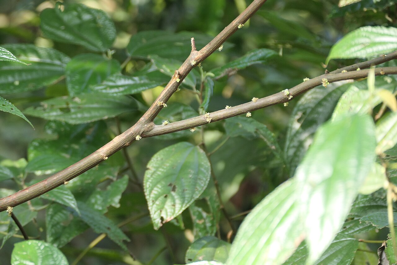 Boehmeria depauperata: synonym of Boehmeria depauperata Wedd.