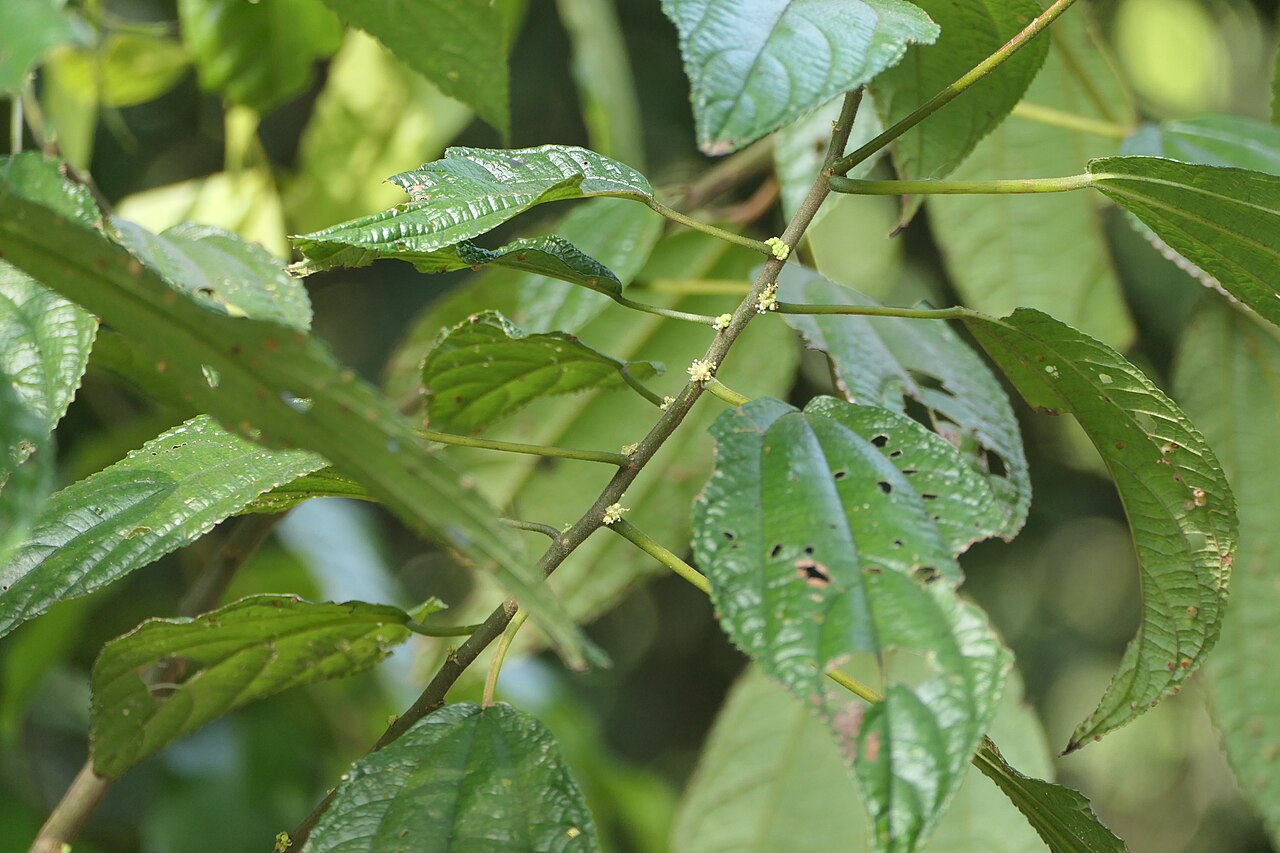 Boehmeria depauperata: synonym of Boehmeria depauperata Wedd.