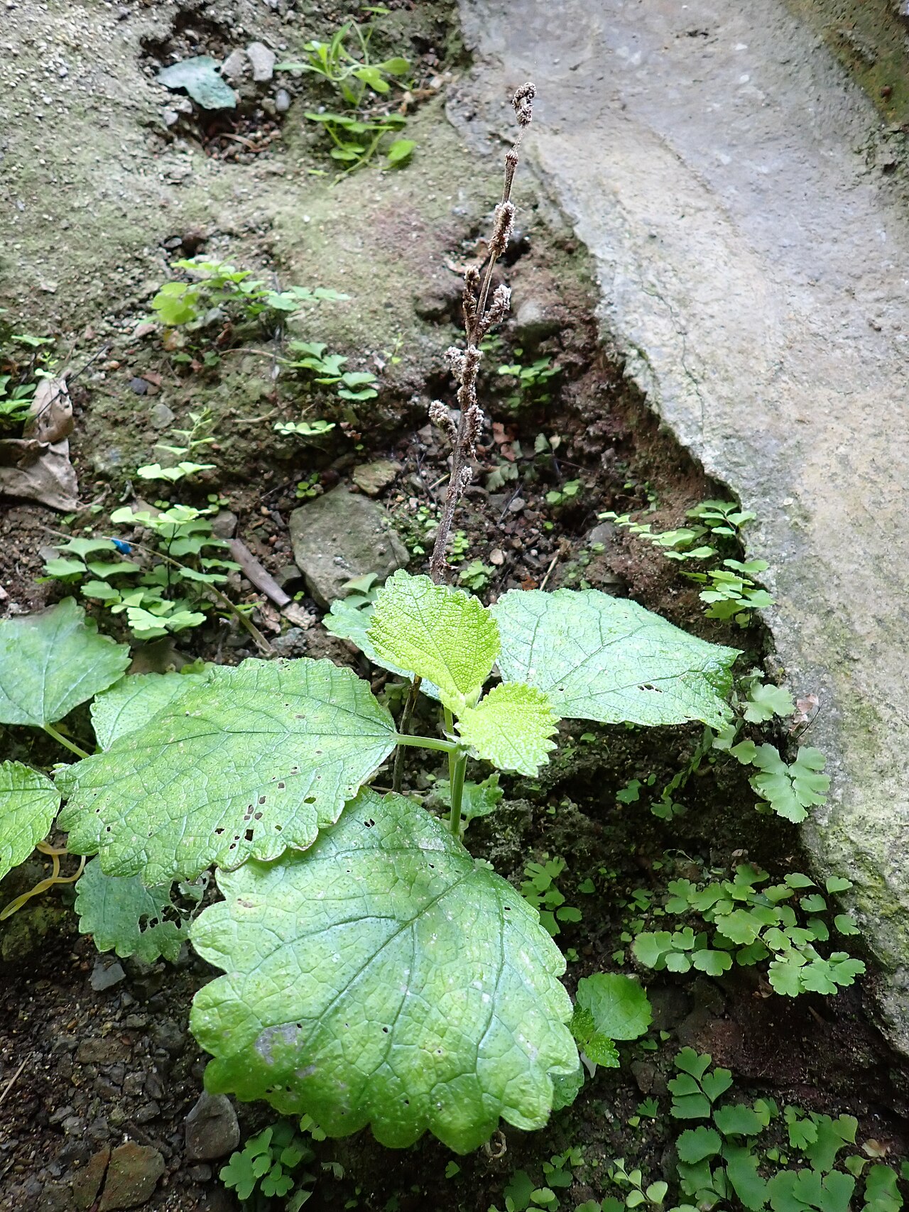 Boehmeria yaeyamensis: ヤエヤマラセイタソウの枯れた花序(2025年3月 沖縄県与那国町)