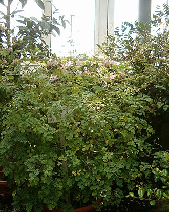 Boenninghausenia albiflora: Location: Boenninghausenia albiflora , Botanical Gardens Berlin Dahlem