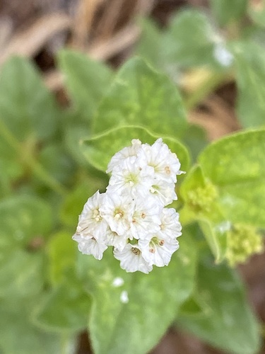 Boerhavia albiflora (Boerhavia albiflora)