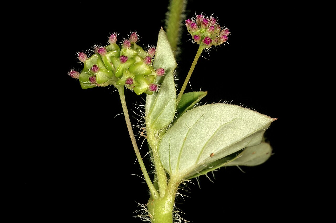 Sticky spiderling: Boerhavia cordobensis , developing fruit (inflorescence on the left) and flowers (closed); naturalised weed, vicinity of Makwassie, North West, South Africa