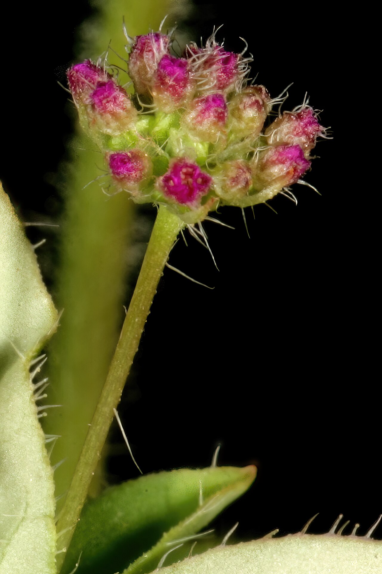 Sticky spiderling: Boerhavia cordobensis , flowers (closed); naturalised weed, vicinity of Makwassie, North West, South Africa