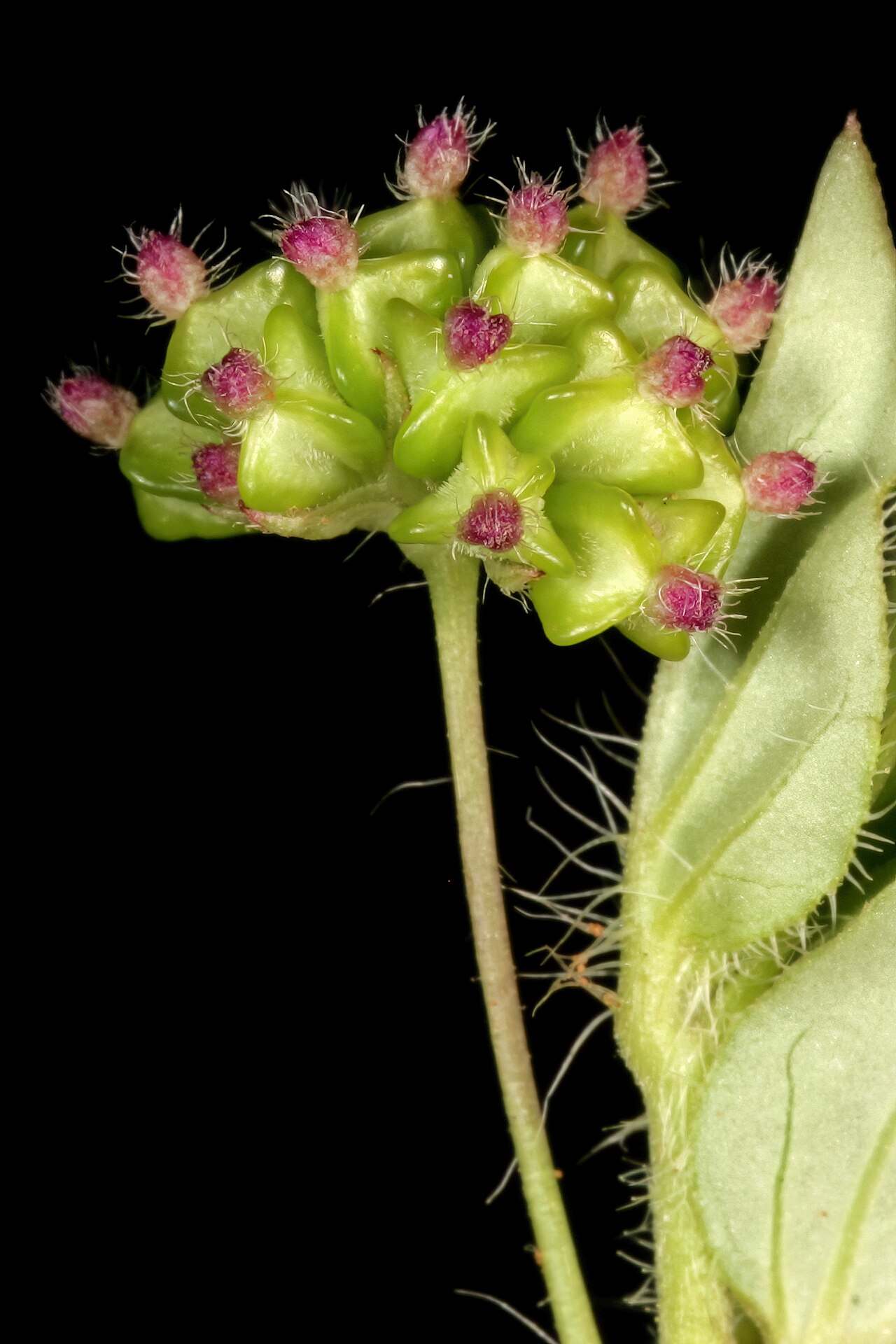 Sticky spiderling: Boerhavia cordobensis , developing fruit; naturalised weed, vicinity of Makwassie, North West, South Africa