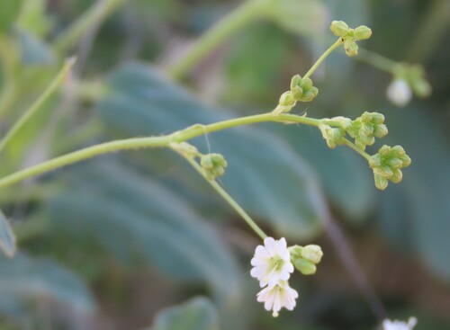 Boerhavia deserticola (Boerhavia deserticola)