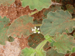 Boerhavia deserticola (Boerhavia deserticola)