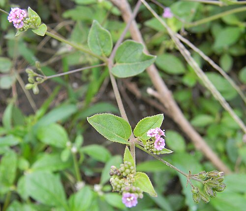 Red spiderling: This is Boerhavia diffusa,a herb, popularly called as 'Punarnava" (Sanskrit name) .