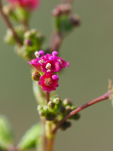 Red spiderling (Boerhavia diffusa)