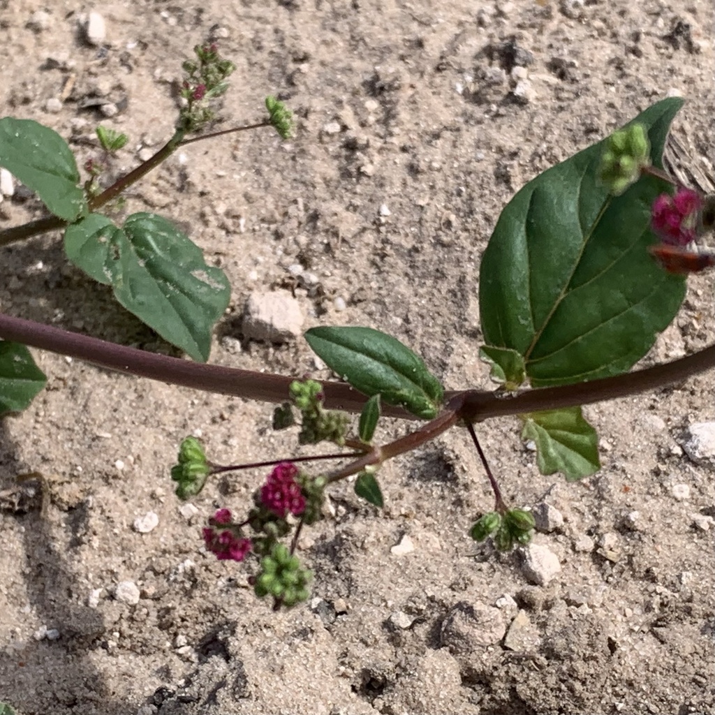 Red spiderling (Boerhavia diffusa)
