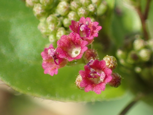 Red spiderling (Boerhavia diffusa)