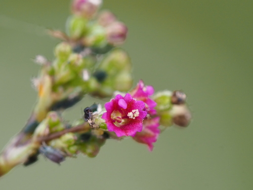 Red spiderling (Boerhavia diffusa)