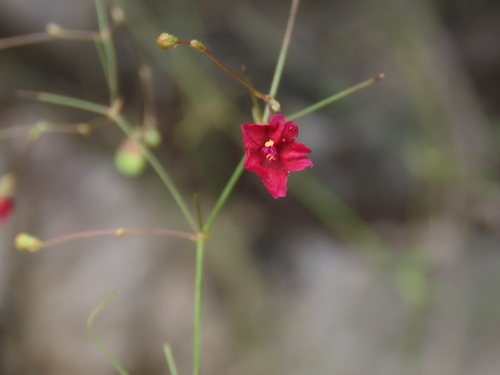 Slimstalk spiderling (Boerhavia gracillima)